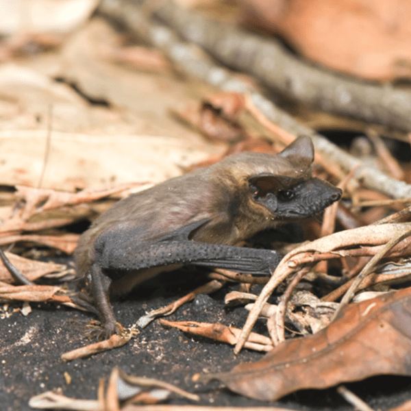 Mexican Free-Tailed Bat