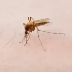 Closeup of a mosquito biting the skin of a person