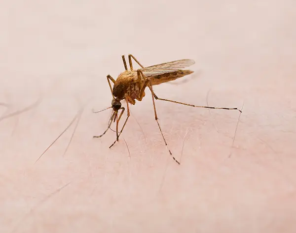 Closeup of a mosquito biting the skin of a person