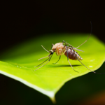 mosquito on leaf