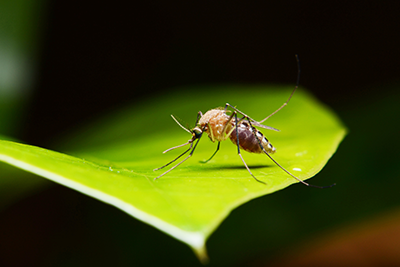 mosquito on leaf