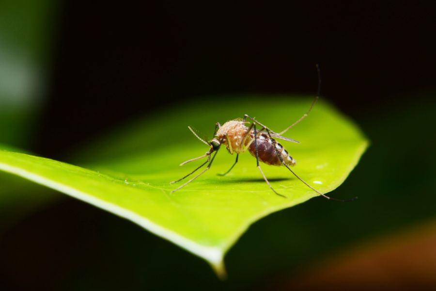 Mosquito on leaf