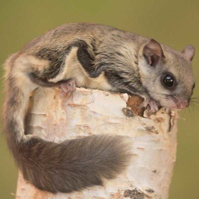 Northern Flying Squirrel