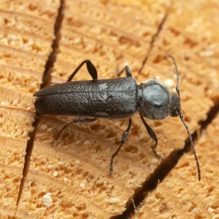 Old House Borer on a log up-close