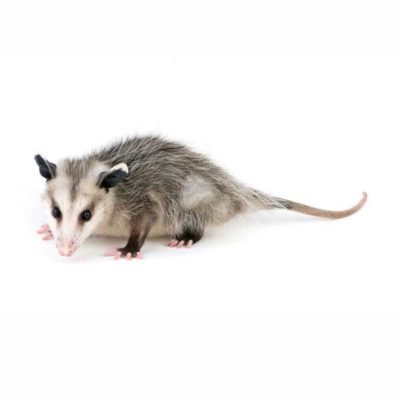 Opossum