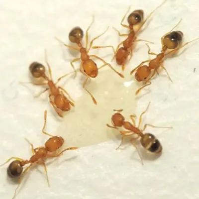 Pharaoh Ants gathered drinking