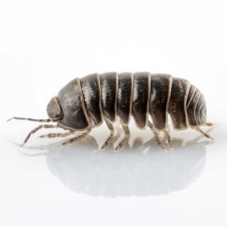 Pillbug