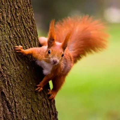 Red Squirrel climbing on the bark of a tree