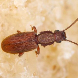 Sawtoothed Grain Beetle