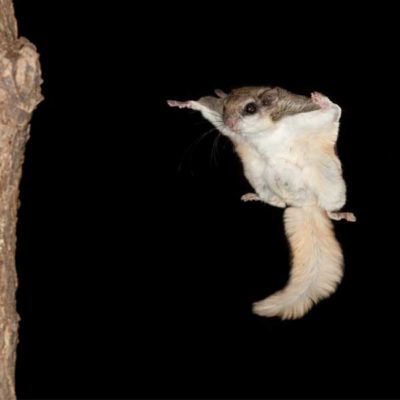 Southern Flying Squirrel