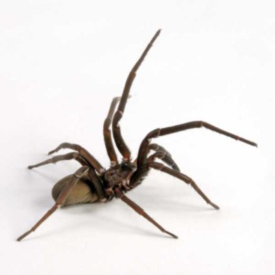 Southern House Spider