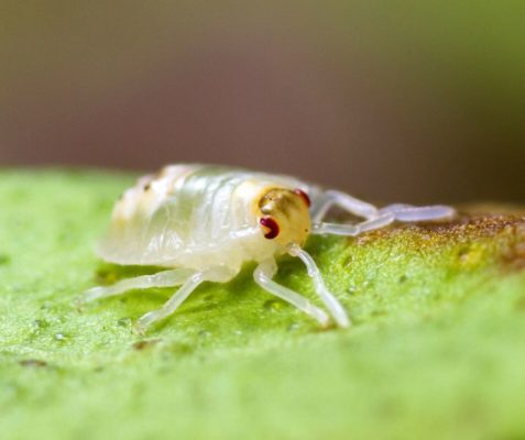 Spider Mite