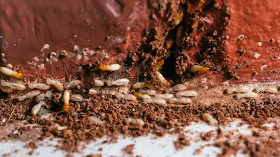 A swarm of worker and soldier termites destroying part of a wooden structure