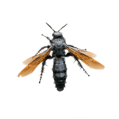 Tarantula Hawk Wasp