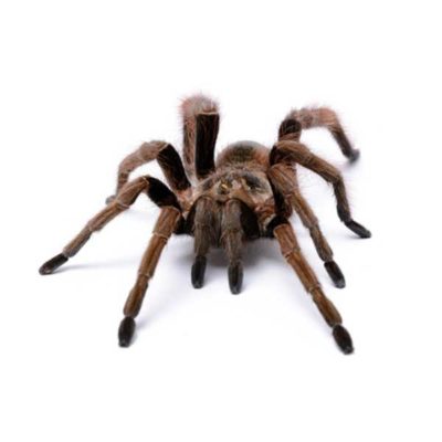 Tarantula