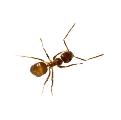 Tawny Crazy Ant