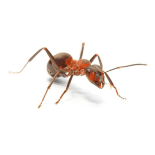 Thatching Ant