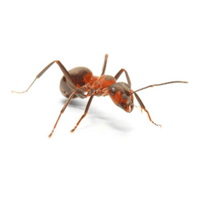 Thatching Ant