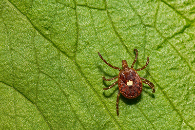 tick on leaf