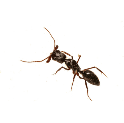 Trap-Jaw Ant