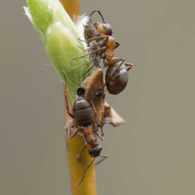 Velvety Tree Ant