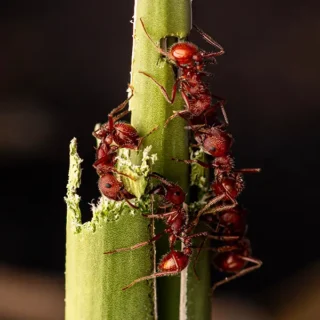 Western Harvester Ants eating a plant