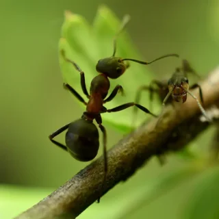 White Footed Ants on a tree limb