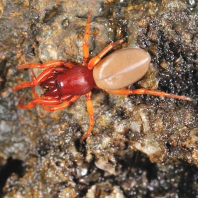 Woodlouse Spider