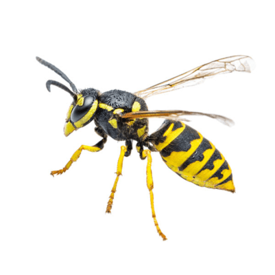 Yellowjacket